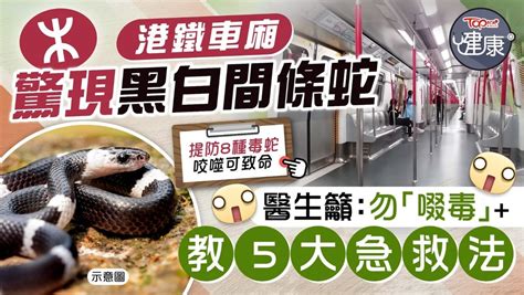 蛇出沒注意|蛇出沒注意｜港鐵車廂 驚現黑白間條蛇 醫生籲：勿「 